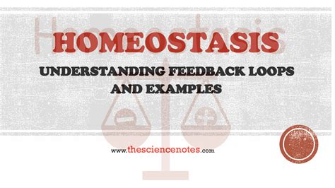 Homeostasis: Understanding Feedback Loops and Examples