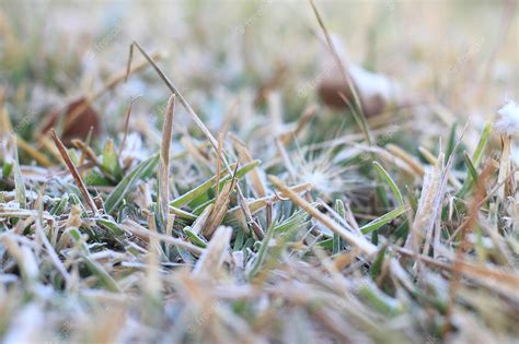 Premium Photo | Frost on the grass in the fieldx9