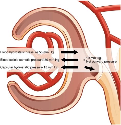 Urinary System – Medical Terminology for Healthcare Professions