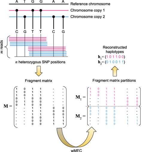 Simplified workflow of the haplotype assembly process. Raw sequencing... | Download Scientific ...