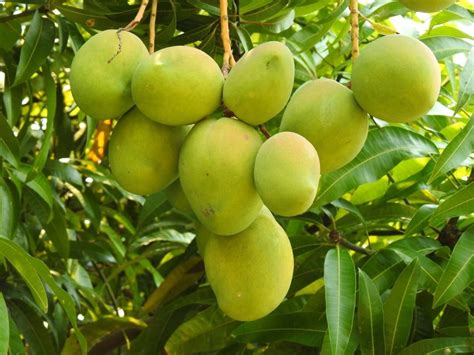 MANGO TREE - Nature Nursery - Central India's Biggest Nursery in Indore