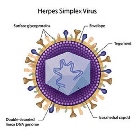 The icosahedral capsid in the herpes simplex virus resembles the ...