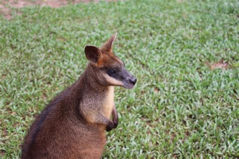 Swamp Wallabies - Rainforestation Nature Park