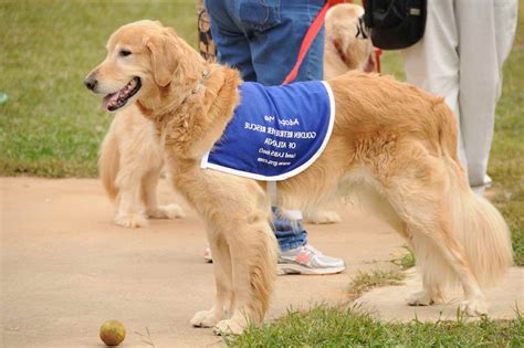 Golden Retriever Rescue Ga | PETSIDI