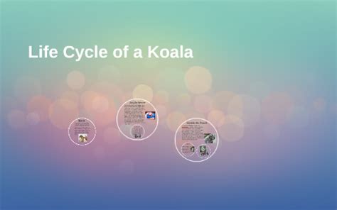 Life Cycle of a Koala by Amiel Flannery