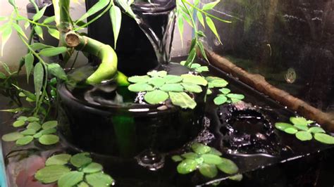 African Dwarf Frog Tank Setup. Infinity Fountain Filter! - YouTube