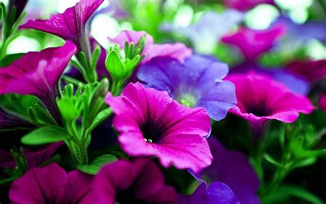 Pink And Purple Flower Backgrounds - Wallpaper Cave