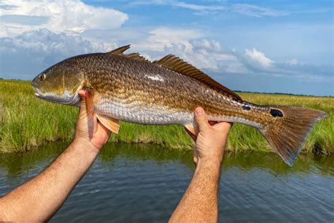 Freshwater Fishing in Louisiana: Fish Species and Catching Tips ...