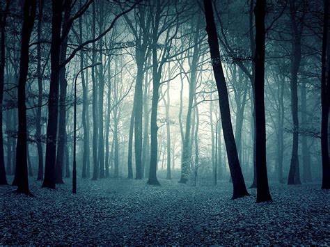 Scary Forest Wallpapers - Top Free Scary Forest Backgrounds - WallpaperAccess