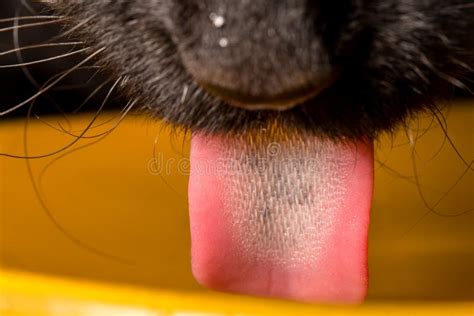 Tongue macro stock image. Image of gross, tastebuds, ridges - 1619587