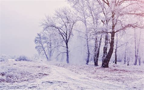 trees, forest, snow Wallpaper, HD Nature 4K Wallpapers, Images, Photos ...