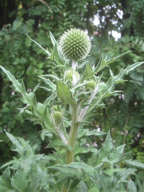 ornamental thistle | Plants, Garden, Thistle