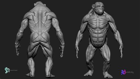 How to Sculpt a Ape Anatomy in ZBrush Core – 3d Anatomy Store