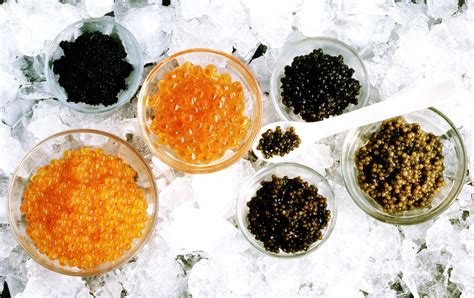 √ Sturgeon Caviar Fish Eggs | Fischlexikon