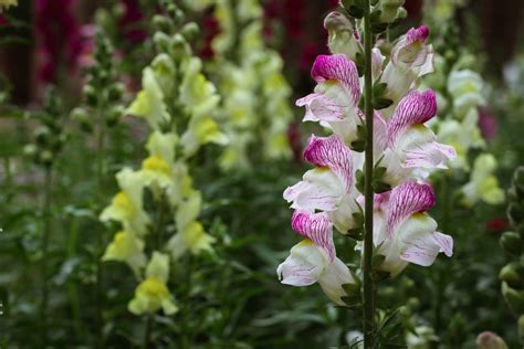 Deadheading Snapdragons: A Simple Guide to Promote Blooming — Meadowlark Journal