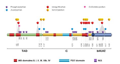 Schematic representation of c-MYC protein domains with the main PTMs ...