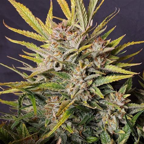 girl-scout-cookies-seeds-feminized