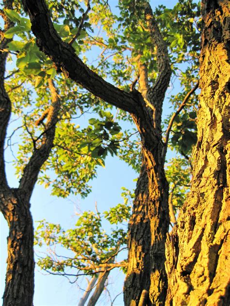 Tree Trunk And Branches In Sunlight Free Stock Photo - Public Domain ...