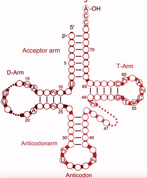 Simple Trna Anticodon