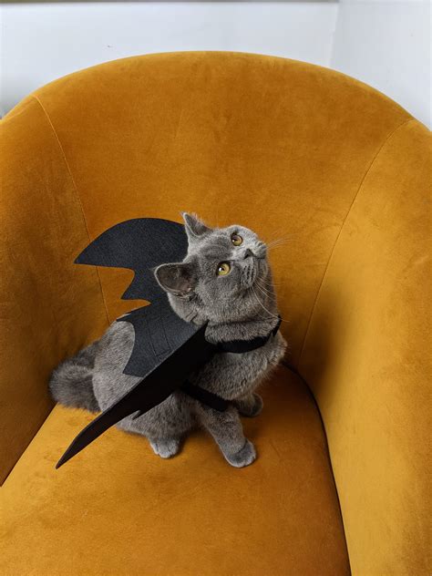 Cat Bat Wings Costume Cat Costume Bat Wings Halloween - Etsy