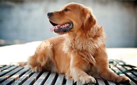 Golden Retrievers HD Wallpaper