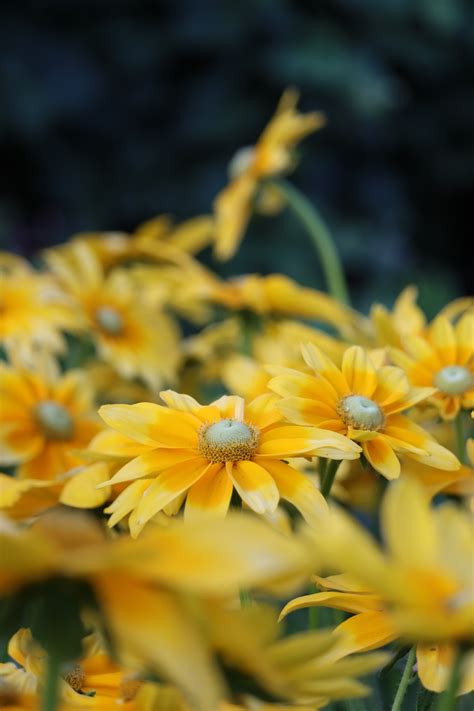 Prairie Sun Rudbeckia — Grand Prismatic Seed