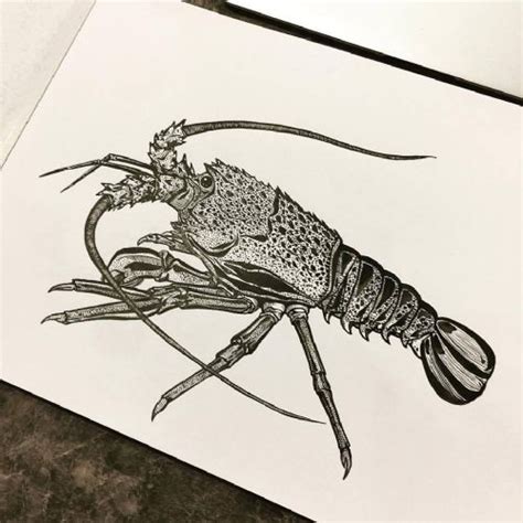 Crayfish Drawing at GetDrawings | Free download