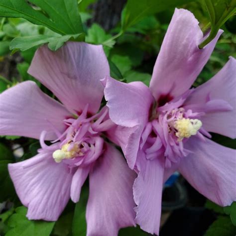 Rare Double Blue Hardy Hibiscus Seeds 6 Fresh 2021 Seeds - Etsy