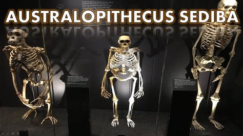 Australopithecus sediba - YouTube