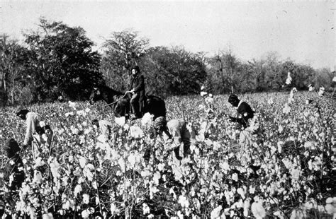 Cotton Plantations Slavery