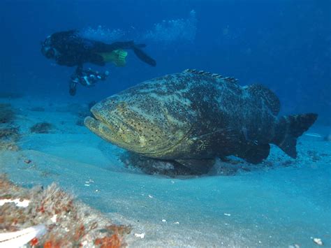 Goliath Grouper Making a Come Back - Harvesting Nature