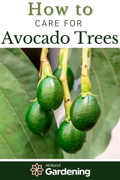 How to Plant, Grow, and Care For Avocado Trees in 2023 | Avocado tree, Avocado tree care, Fruit ...