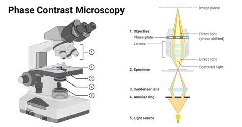 Phase Contrast Microscopy- Definition, Principle, Parts, Uses