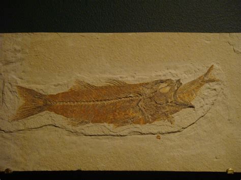 Fossil fish eating another fossil fish | andrew.larimer | Flickr