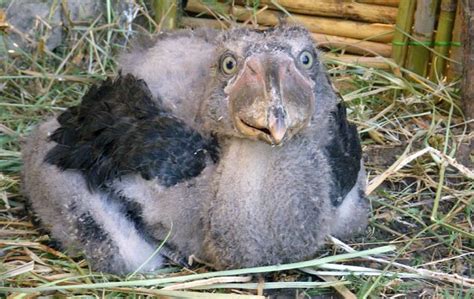 Baby photos: The shoebill, pictured as a chick shortly after she was rescued, was reared by ...