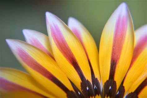 Gazania Flower 2 Free Stock Photo - Public Domain Pictures