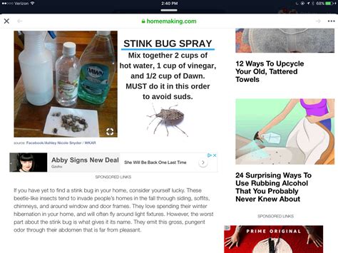 Pin by Darlene Moody on Bug/critter rid | Stink bug spray, Stink bugs ...