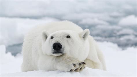 Winzig Im Speziellen Ministerium como es el oso polar spröde ...