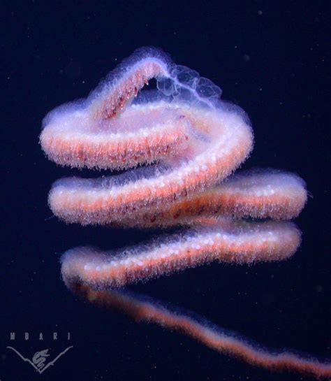 siphonophore on Tumblr