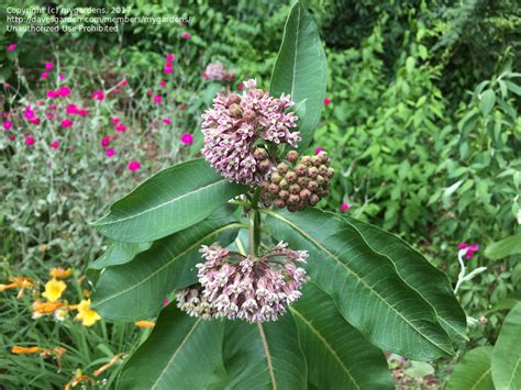 PlantFiles Pictures: Asclepias Species, Common Milkweed, Butterfly Flower, Silkweed, Virginian ...