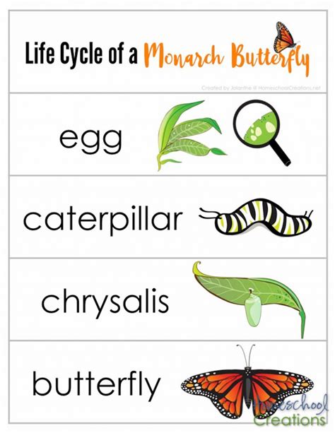 Printable Life Cycle Of A Butterfly