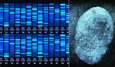 Difference Between Gene Sequencing and DNA Fingerprinting | Gene ...