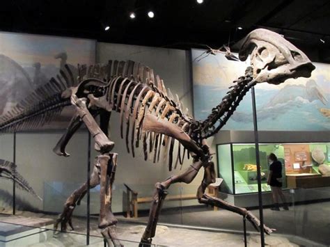 Hadrosaur Facts, Habitat, Diet, Fossils, Pictures