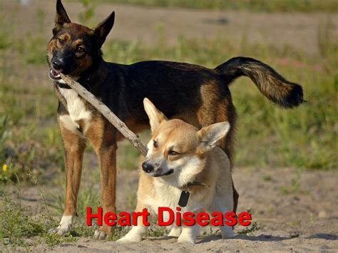 Heart Disease in Dogs - Emergency Animal Care Braselton