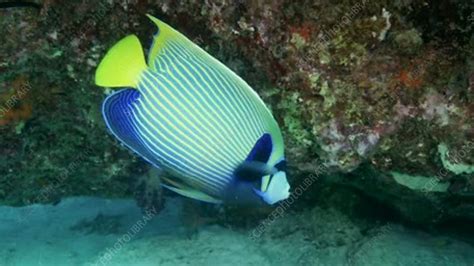 Emperor angelfish - Stock Video Clip - K004/9715 - Science Photo Library