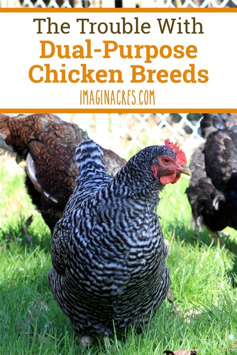 The Trouble with Dual Purpose Chicken Breeds - ImaginAcres