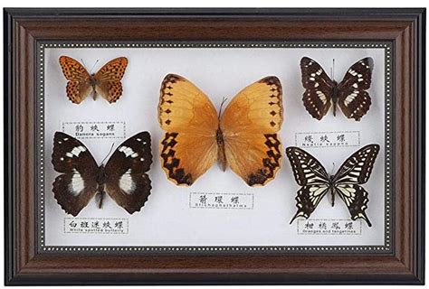 Amazon.com: Real Framed Butterfly, Butterfly Specimen Display With Black and White Frame ...