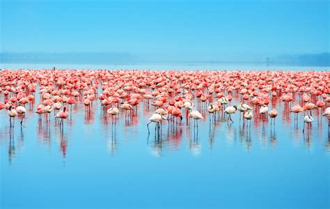 Travel Tip Of The Day: When To See Flamingos At Lake Nakuru | AFKTravel