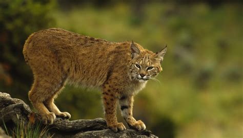 Types of Arizona Wild Cats | Sciencing