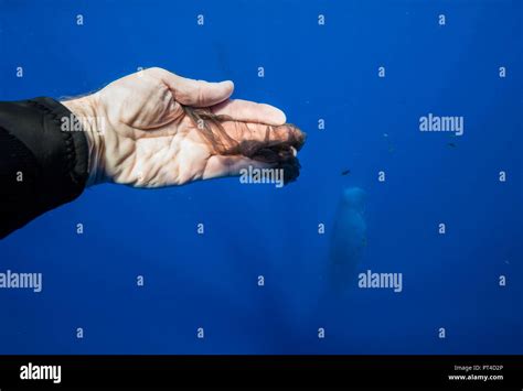 Sperm whale skin, Indian Ocean, Mauritius Stock Photo - Alamy